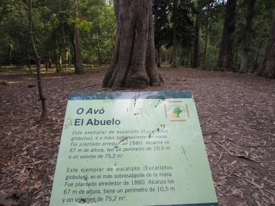 El arbol mas antiguo, mas alto y ancho de la peninsula