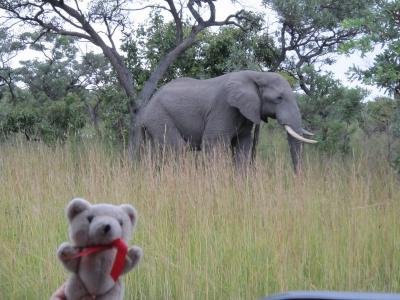 En el parque Kruger