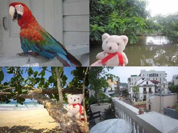 Osito viajero en Costa Rica y Panama