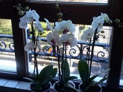 Las orquideas mas mimadas del mundo
