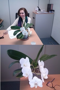 Mis orquideas