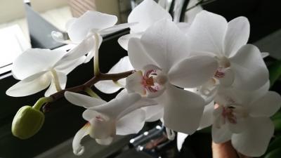 Confianza