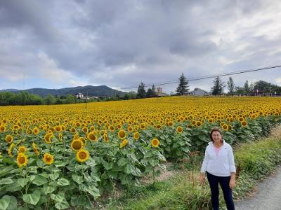 Girasoles