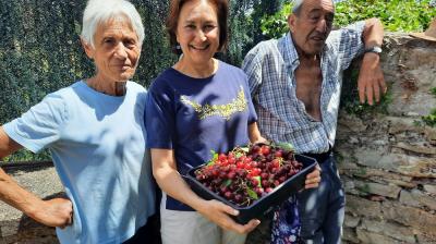 Cerezas y guindas